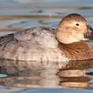 Canvasback